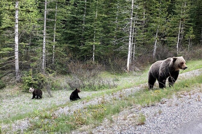Best of Banff in Winter & Wildlife & Crazy Carpet Sled - Serene Beauty at Two Jack Lake
