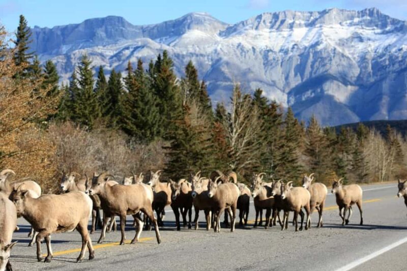 Best of Glaciers from Calgary/Canmore/Banff: Tour - Comparing Similar Glacier Tours