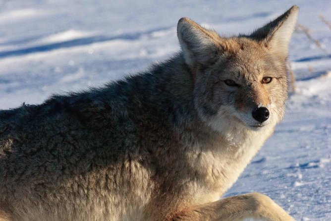 Best of Jackson Hole Wildlife Private Safari Tour - Key Points