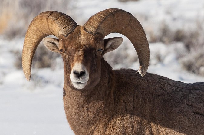 Best of Jackson Hole Wildlife Private Safari Tour - Antelope Flats and its Wildlife Significance