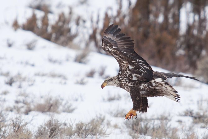 Best of Jackson Hole Wildlife Private Safari Tour - The Unique Horse-Drawn Sleigh Ride Experience