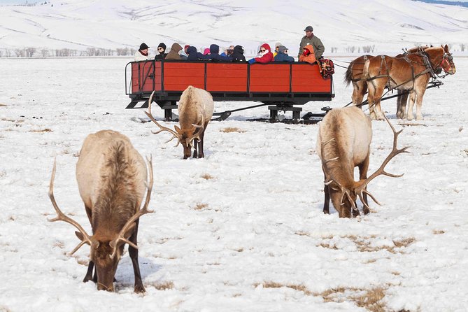 Best of Jackson Hole Wildlife Safari Tour - Discover the Wildlife of Jackson Hole’s Winter Landscape