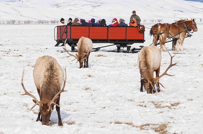 Best of Jackson Hole Wildlife Safari Tour - The Experienced Guides and Personal Service
