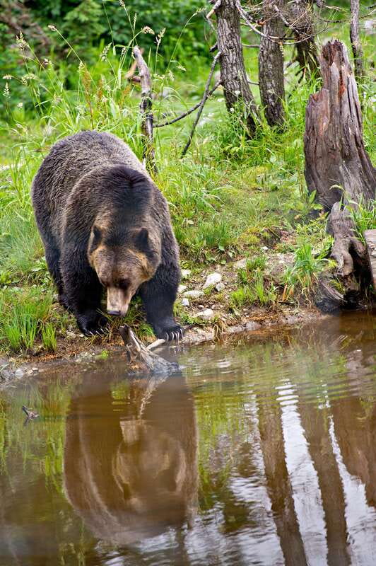 Best of Kananaskis PRIVATE SAFARI Tour + Custom Nature Walk - Explore Kananaskis in Comfort with a Private Safari and Nature Walk
