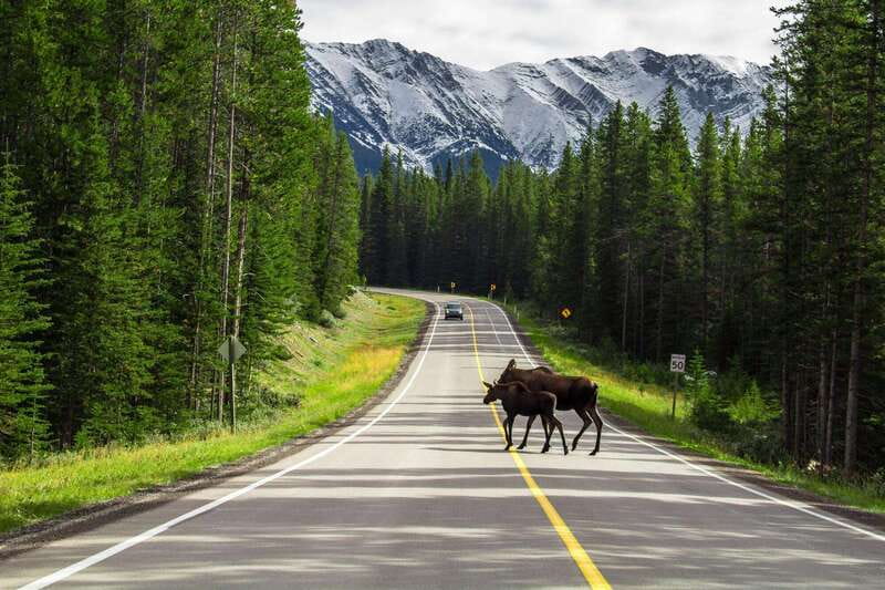 Best of Kananaskis PRIVATE SAFARI Tour + Custom Nature Walk - Key Points