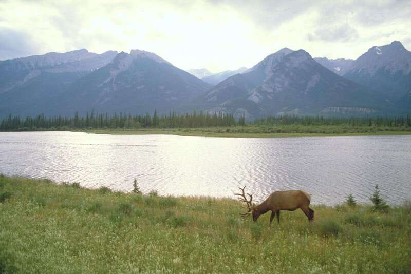 Best of Kananaskis PRIVATE SAFARI Tour + Custom Nature Walk - Who Will Enjoy This Tour Most?