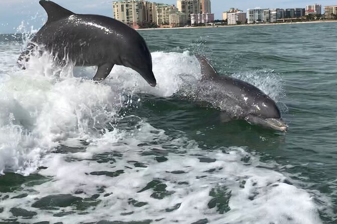 Best of Marco Island Dolphin Tour - Explore Marco Island’s Marine and Land Highlights in Two Hours