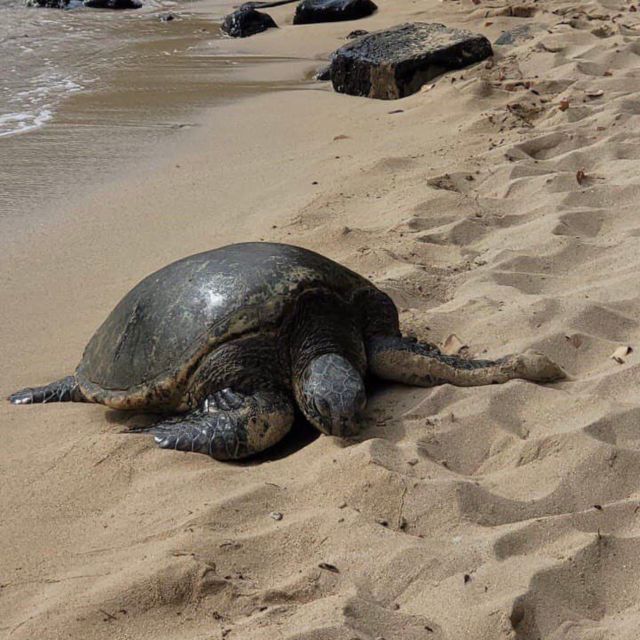 Best of Oahu in One Day - Value and Pricing