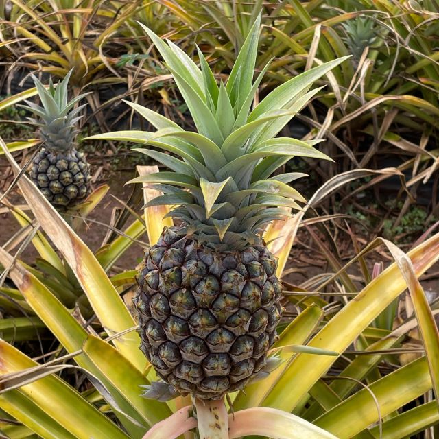 Best of Oahu in One Day - Why This Tour Stands Out