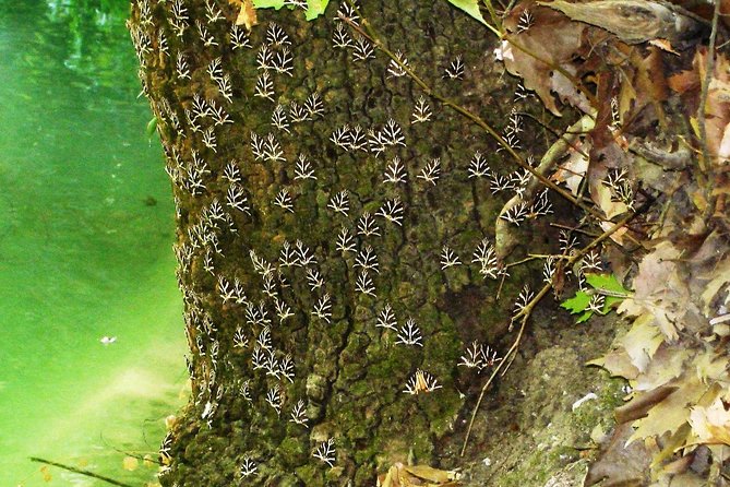 BEST OF RHODES ISLAND - PRIVATE TOUR - SHORE EXCURSION - FULL DAY - 4 People - Lindos Village and Acropolis: Flexibility in Exploration