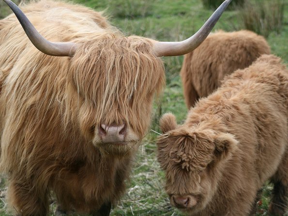 Best of Scotland in a Day Very Small Group Tour from Edinburgh - Key Points