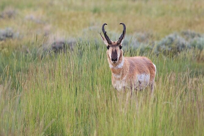 Best Of Yellowstone Full Day Nat'l Park Tour From Gardiner - The Rainbow Colors of Grand Prismatic Spring