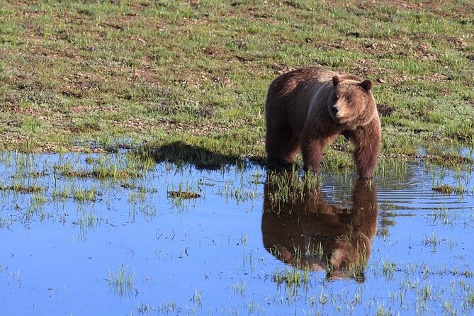 Best Of Yellowstone Full Day Nat'l Park Tour From Gardiner - Geysers and Mudpots at Fountain Paint Pot