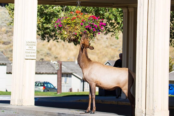 Best of Yellowstone - Guided National Park Safari Tour - Logistics and Comfort