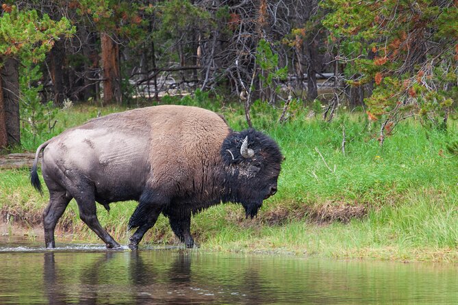 Best of Yellowstone Nat'l Park Tour from Paradise Valley - Wildlife Viewing in Hayden Valley