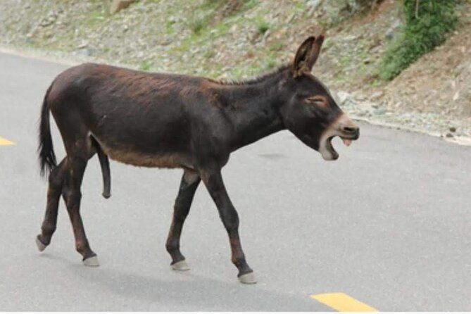 Best private local tour guided in Mykonos - 4 hours! - The Best Private Tour for a Short but Rich Mykonos Experience