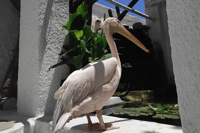 Best private local tour guided in Mykonos - 4 hours! - Discovering Ano Mera Village and Its Historic Monastery