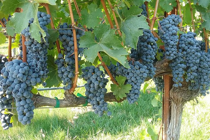 Best Private Wine Tours of Napa Valley Sonoma for 4 to 8 people - Limitations and Considerations