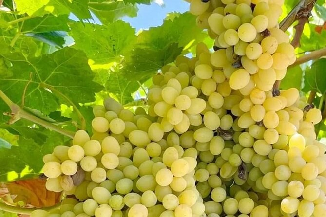 Best Rhodes Tour with Wine Tasting Experience from Cruise Port - The Route and Pacing of the Tour