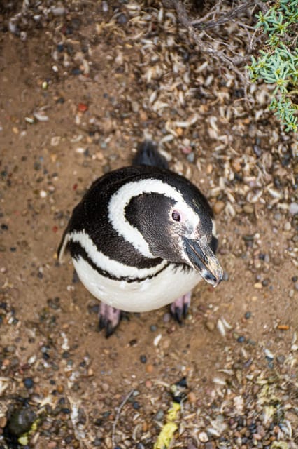 Best Tour to Peninsula Valdes - Key Points