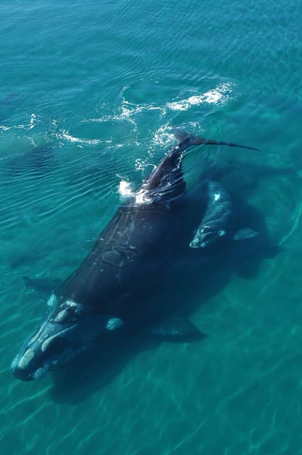 Best Tour to Peninsula Valdes - Comparing This Tour to Similar Options