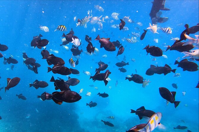 Best Waikiki Snorkel Tour: Guaranteed Turtles at Turtle Canyon - Scenic Route Past Waikiki Beach and Diamond Head