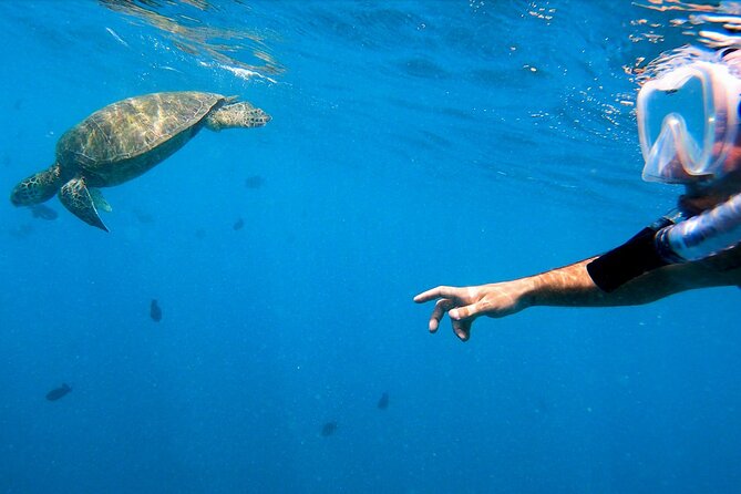 Best Waikiki Snorkel Tour: Guaranteed Turtles at Turtle Canyon - Wildlife Encounters: Turtles, Fish, and More