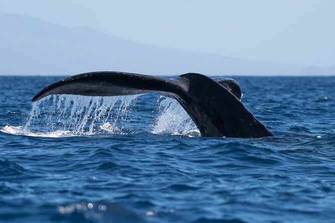 Best Waikiki Whale Watching in Honolulu: Whales Guaranteed - Key Points