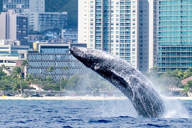 Best Waikiki Whale Watching in Honolulu: Whales Guaranteed - The Naturalist Guides and Their Knowledge