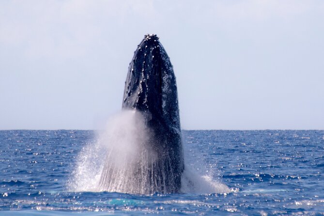 Best Waikiki Whale Watching in Honolulu: Whales Guaranteed - Accessibility and Group Size