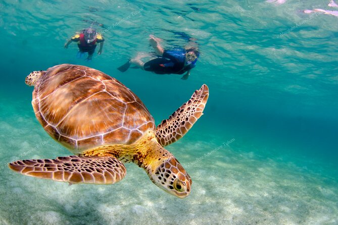Bestseller! Tulum Private Tour with Turtles and Cenote Snorkeling - High-Quality Snorkeling Gear and All Entrance Fees Included