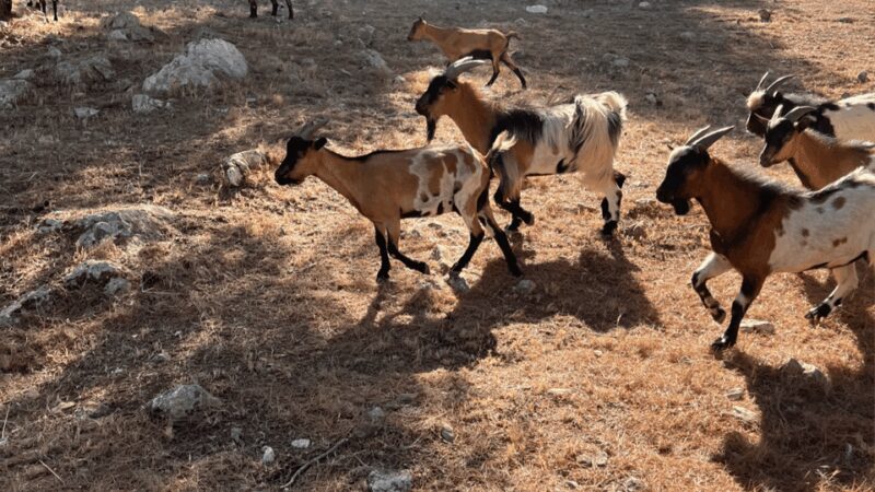 Between sea and hills: in the footsteps of Allauch, Aix, Marseille - Starting Point and Pickup Options in Provence