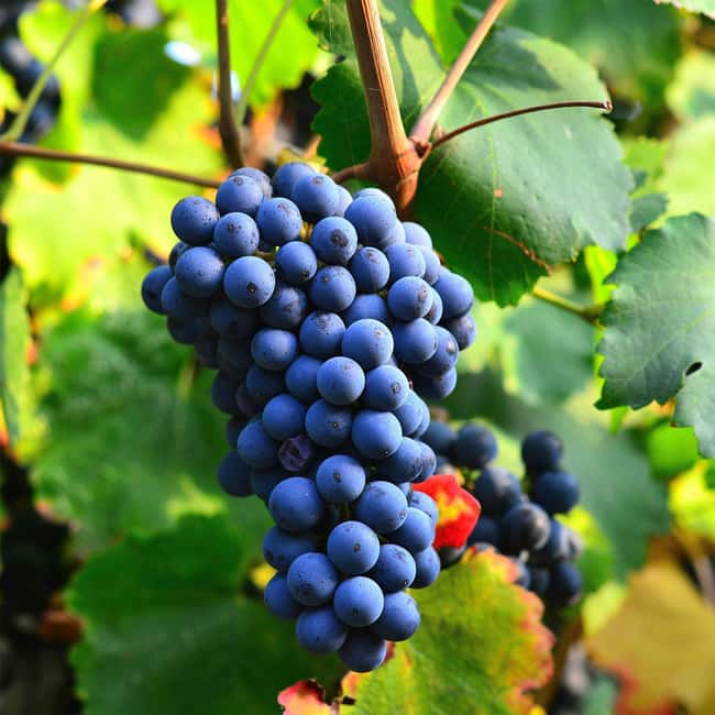 Béziers : Explore the Faugères Vineyards with a Picnic - Exploring the Faugères Vineyards with a Personal Touch