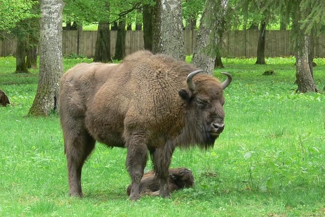 Bialowieza National Park Small Group Tour from Warsaw with Lunch included - Key Points