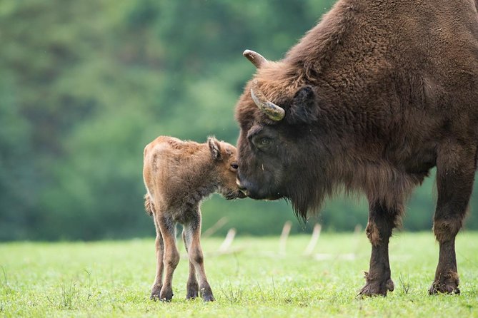 Bialowieza National Park Small Group Tour from Warsaw with Lunch included - Exploring the European Bison Reservation