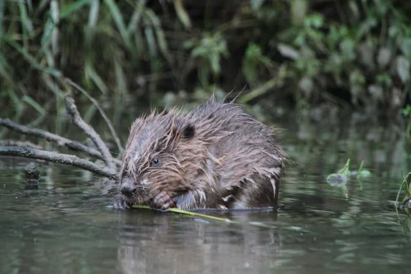 Biesbosch: SUP Board Rental - The Sum Up: A Flexible, Wildlife-Rich Paddle in the Biesbosch