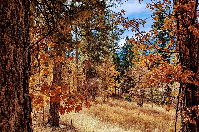 Big Bear Fall Colors Hiking Tour in Southern California - Experience the Best Fall Colors in Big Bear with a Guided Hike