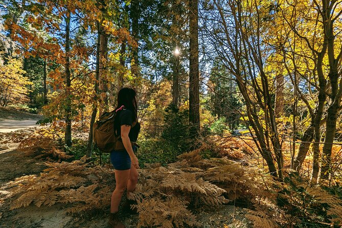 Big Bear Fall Colors Hiking Tour in Southern California - Why Choose This Tour Over Other Big Bear Activities?
