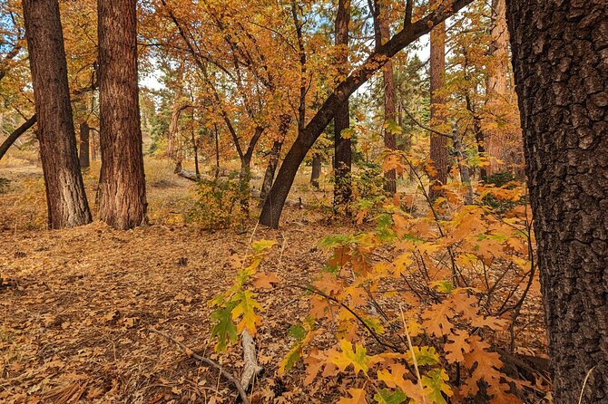 Big Bear Fall Colors Hiking Tour in Southern California - The Experiences Strengths and Considerations