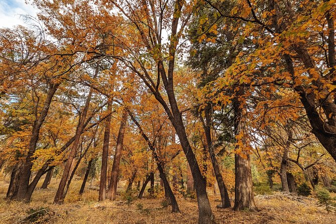 Big Bear Fall Colors Hiking Tour in Southern California - The Sum Up: A Leaf-Peeping Adventure for Nature Enthusiasts