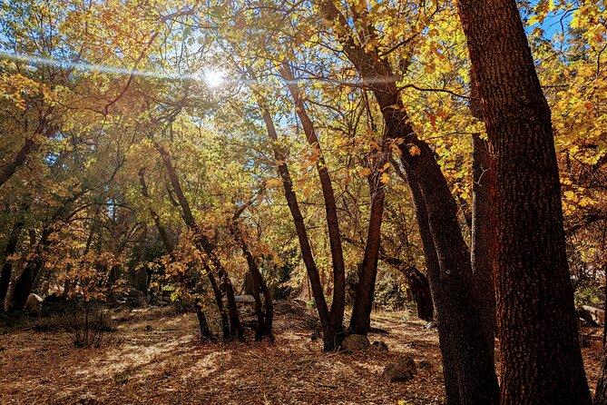 Big Bear Fall Colors Hiking Tour in Southern California - Frequently Asked Questions