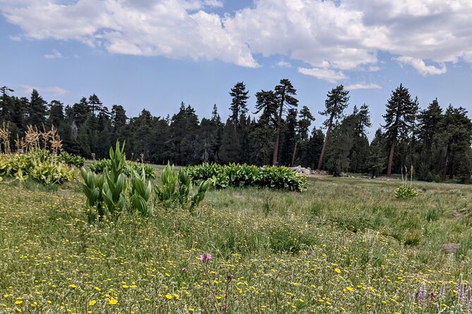 Big Bear Jeep off-road tour with Hike to Bluff Lake Reserve - Walking Trails and the Charm of Bluff Lake
