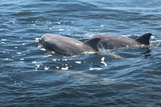 Big Fun Dolphin Cruise & Sealife Experiece ORANGE BEACH ALABAMA - Discover Orange Beach Marine Life on a 2-Hour Dolphin and Sealife Cruise
