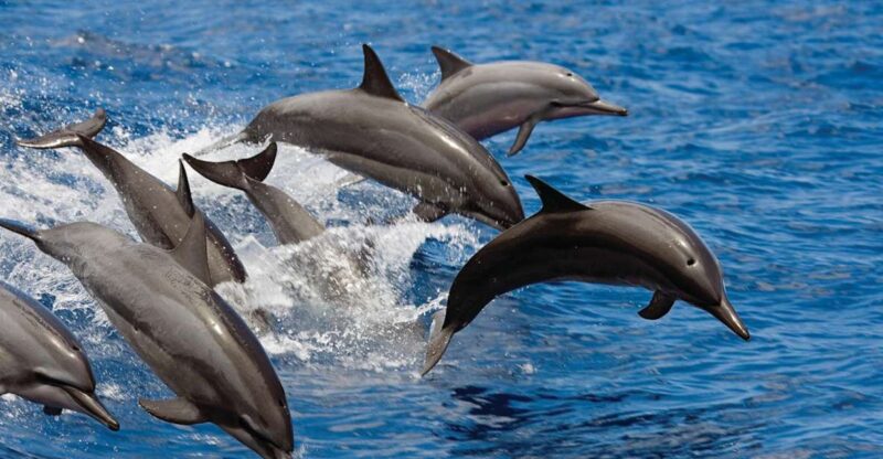 Big Island: 3 Hour Waikoloa Snorkeling & Sailing Adventure - In-Water Marine Encounters and Wildlife Spotting