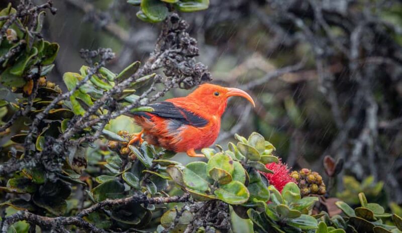 Big Island: Birdwatching Tour with Expert Guide - Big Island Birdwatching Tour with Expert Guides: An In-Depth Look