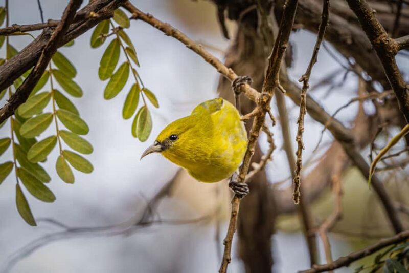 Big Island: Birdwatching Tour with Expert Guide - Lunch with Scenic Views: Volcanoes and Forests