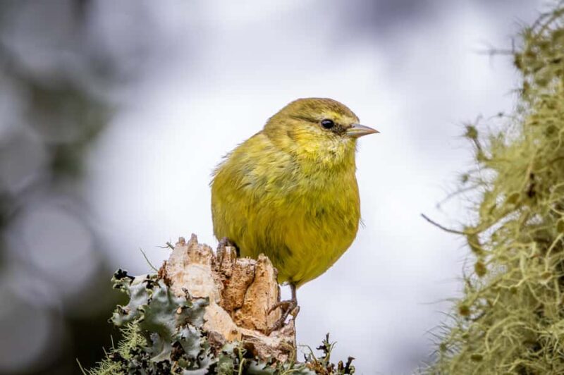 Big Island: Birdwatching Tour with Expert Guide - Conservation and Education: Learning About Native Birds