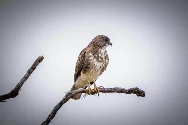 Big Island: Birdwatching Tour with Expert Guide - Logistics, Cancellation, and Booking Flexibility