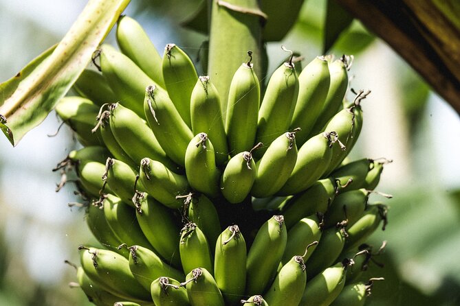 Big Island Farms Tour in Hawaii - Sampling the Farm’s Fresh Produce