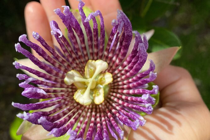 Big Island Farms Tour in Hawaii - Why This Farm Tour Stands Out on the Big Island